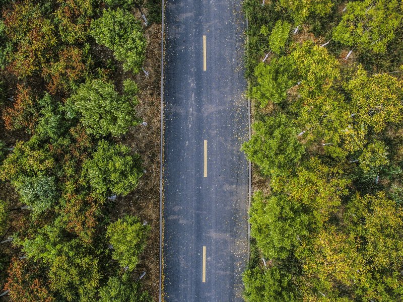 Лесная дорога вид сверху