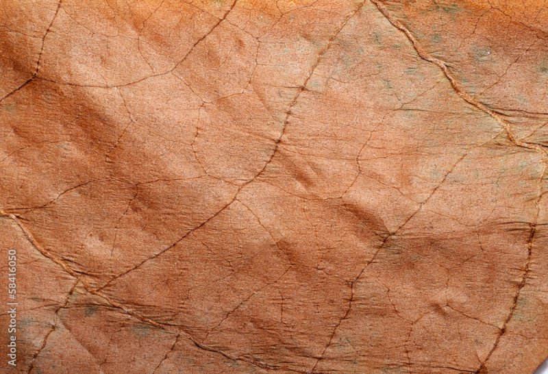 Табачный лист текстура