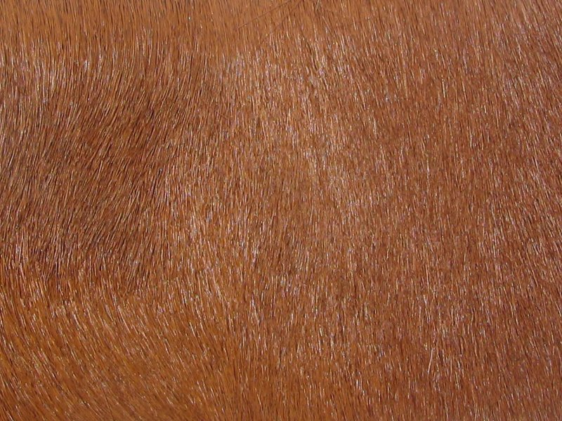 Текстура кожи