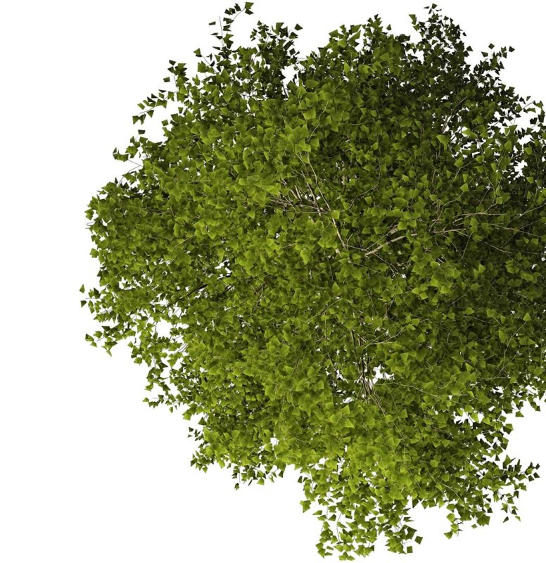 Деревья сверху