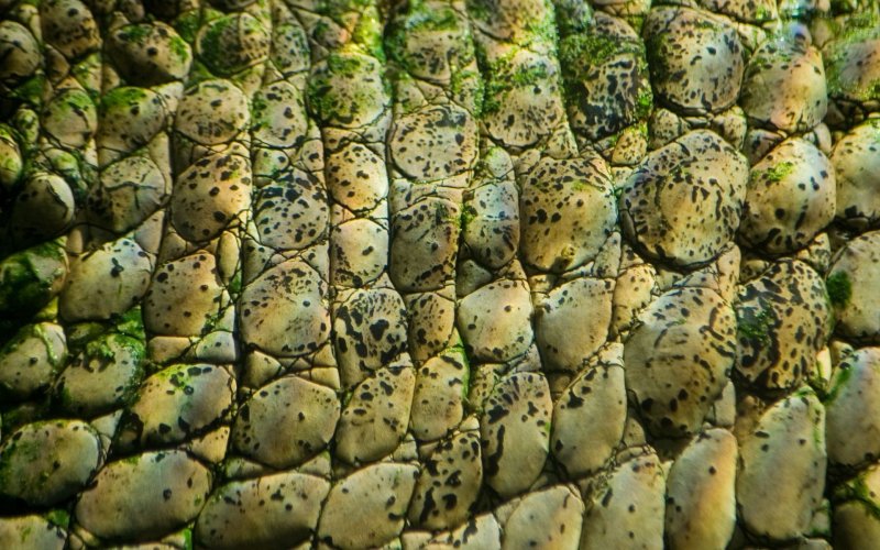 Чешуя крокодила