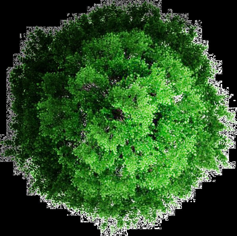 Хвойные деревья вид сверху