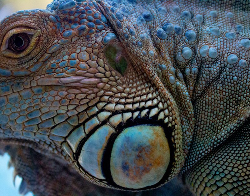 Игуана чешуя