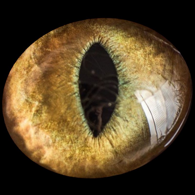 Вертикальный зрачок