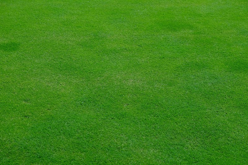 Ghibli grass texture