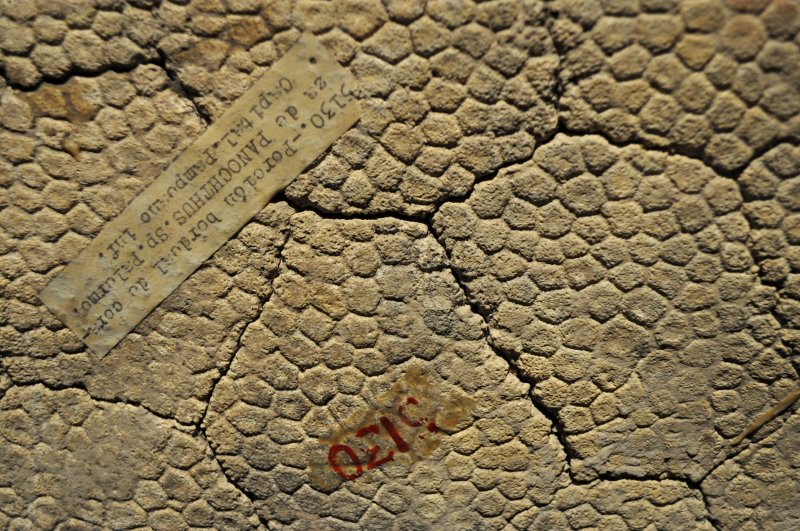 Чешуя динозавра