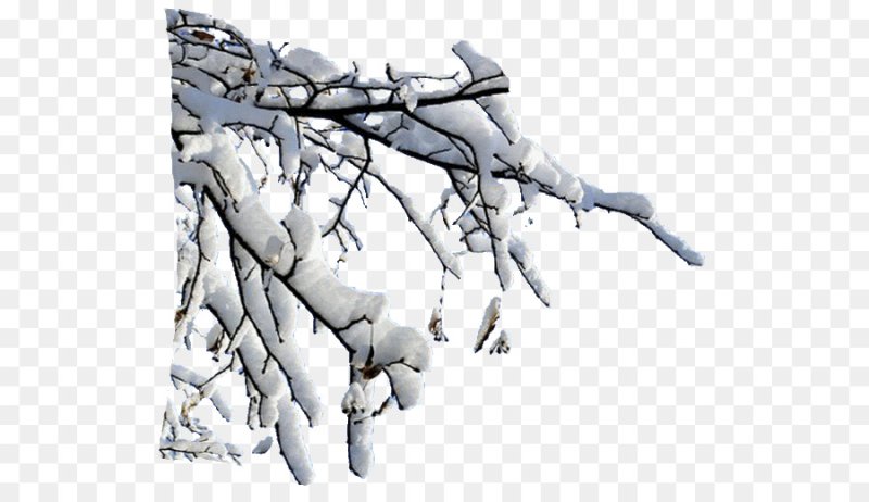 Снежные ветки на прозрачном фоне