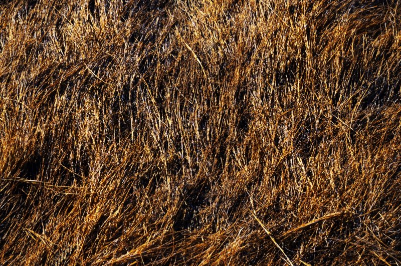 Текстура травы