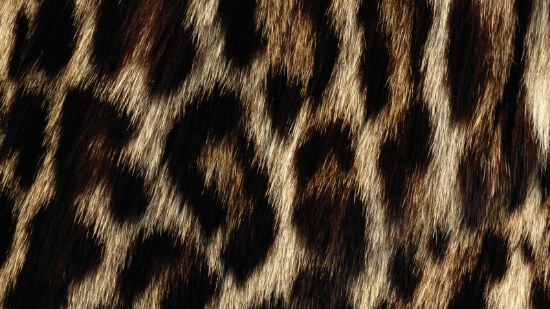 Леопардовая шкура