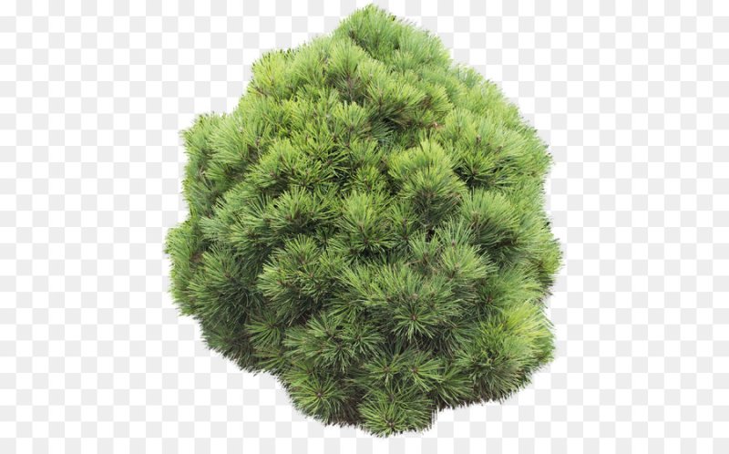 Сосна Кедровая Глобоза