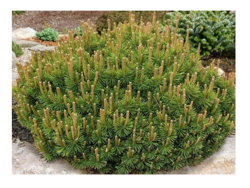 Сосна Горная Мугус