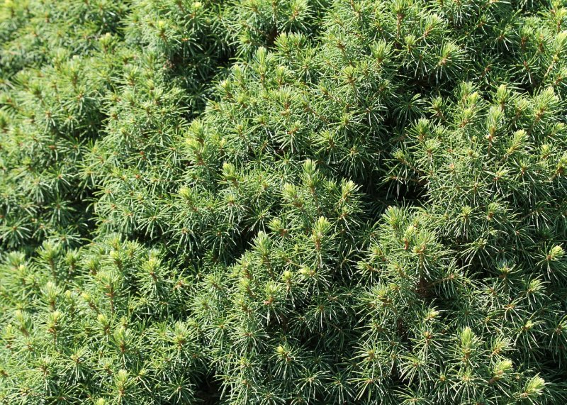 Хвоя бесшовная