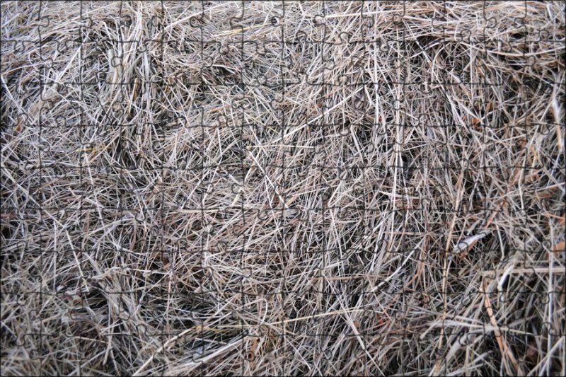 Жухлая трава