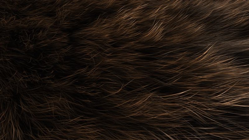 Текстура шерсти