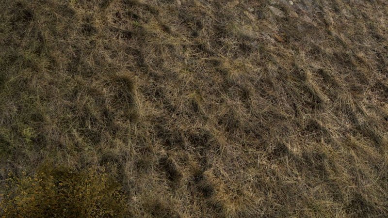 Пожухлая трава текстура