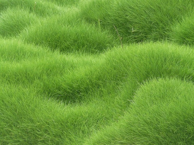 Carpet grass texture бесшовная