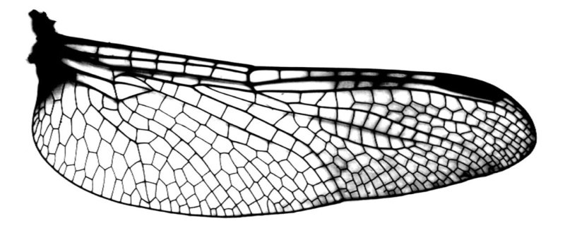Крылья насекомых