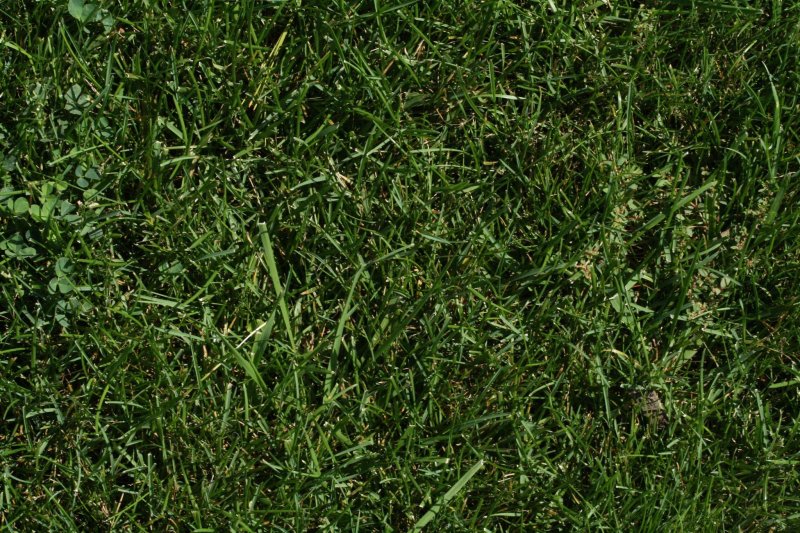 Текстура травы для 3d Max Vray