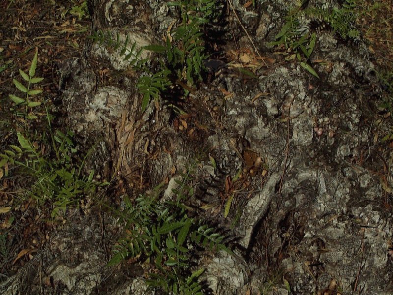 Лесной грунт текстура