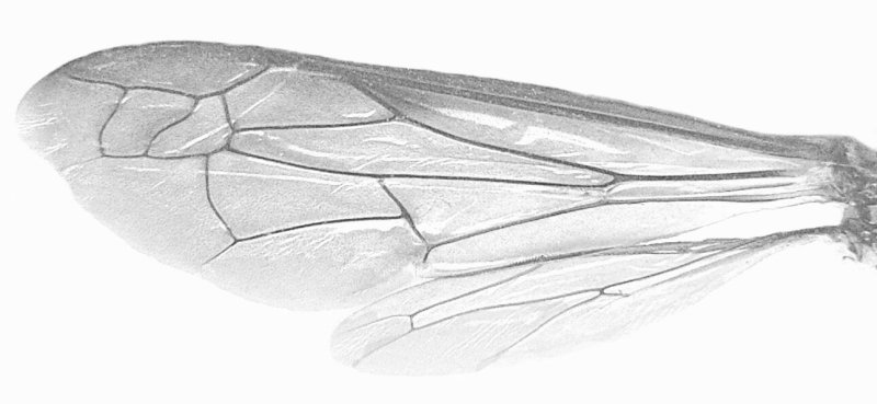 Крылья пчелы