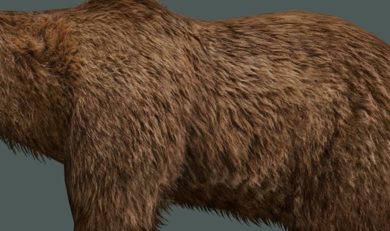 Шерсть медведя