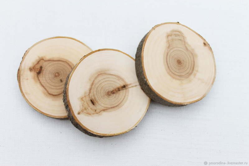 Черемуха спил дерева