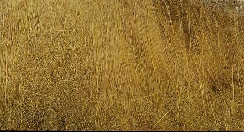 Текстура травы