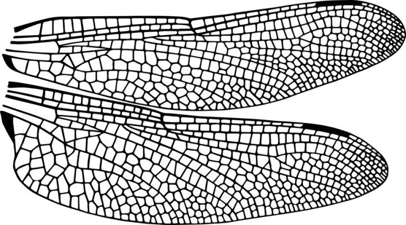Крылья насекомых