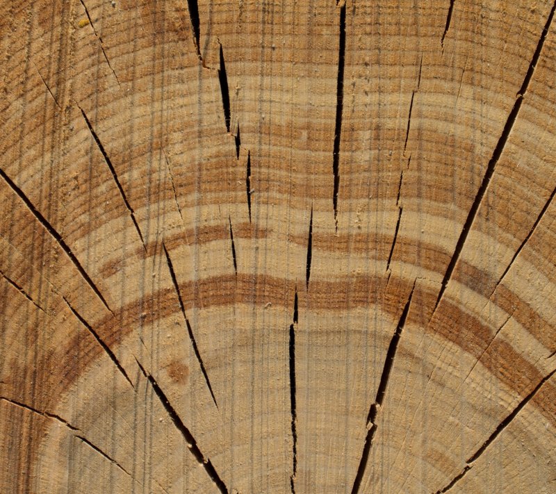 Текстура дерева радиальная