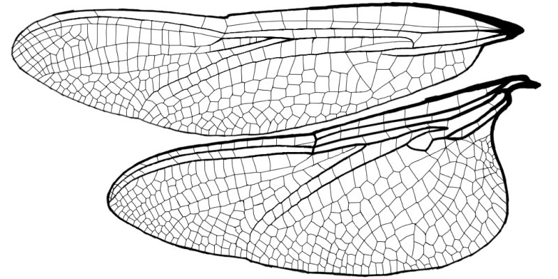 Крылья Стрекозы