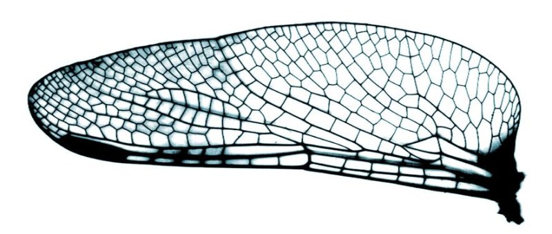 Крылья насекомых