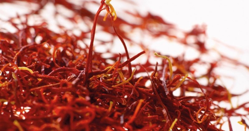 Шафран кавказский