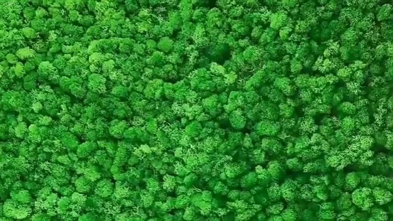 Мох ягель стабилизированный