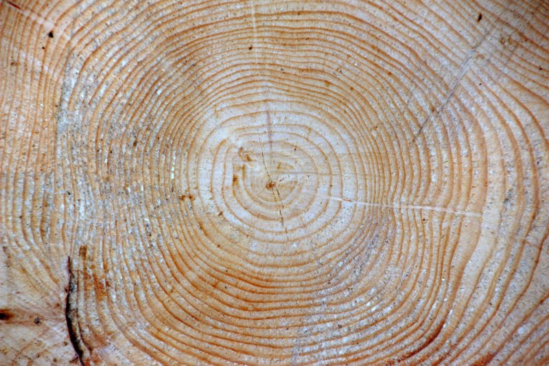 Пихта Сибирская спил