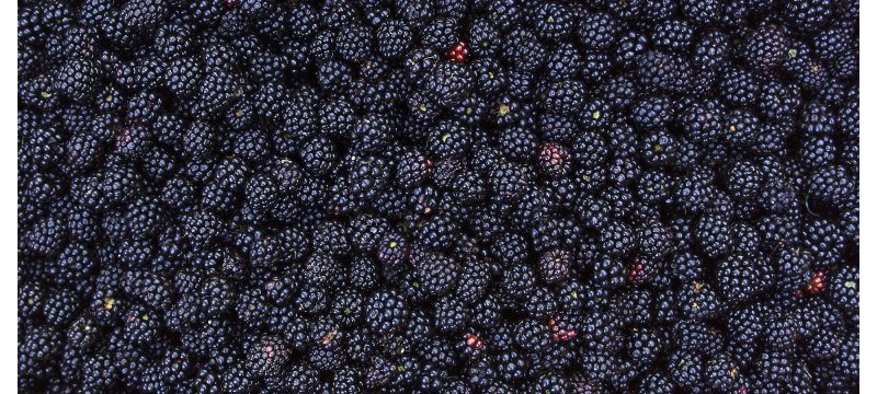 Ежевика текстура