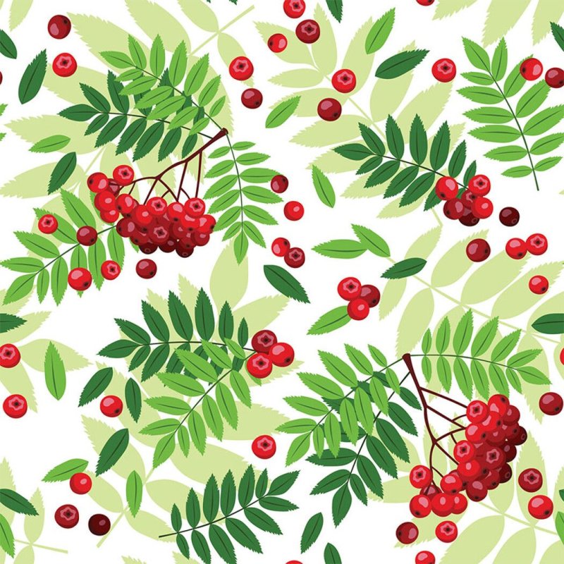 Рябина вектор