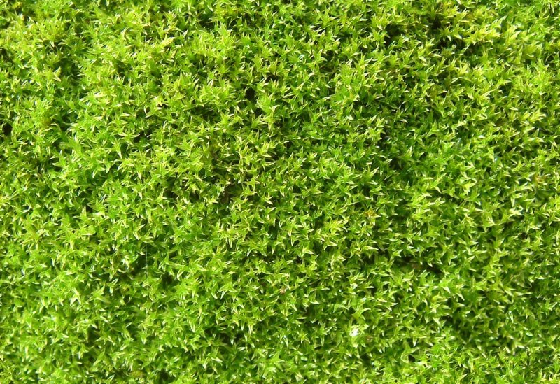 Grass texture бесшовная
