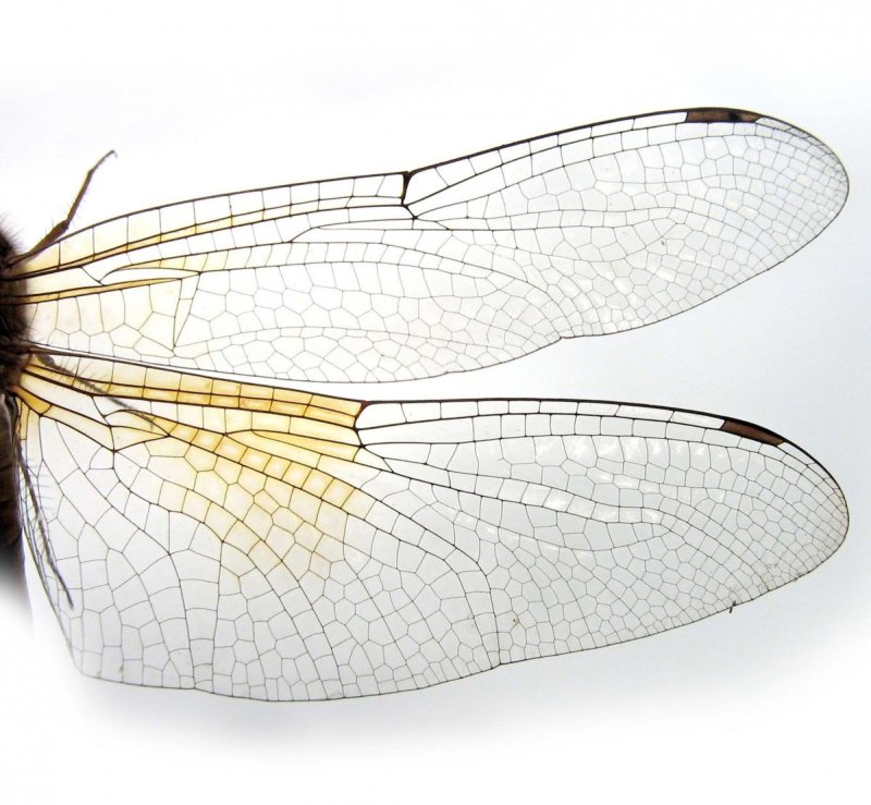 Крылья Стрекозы