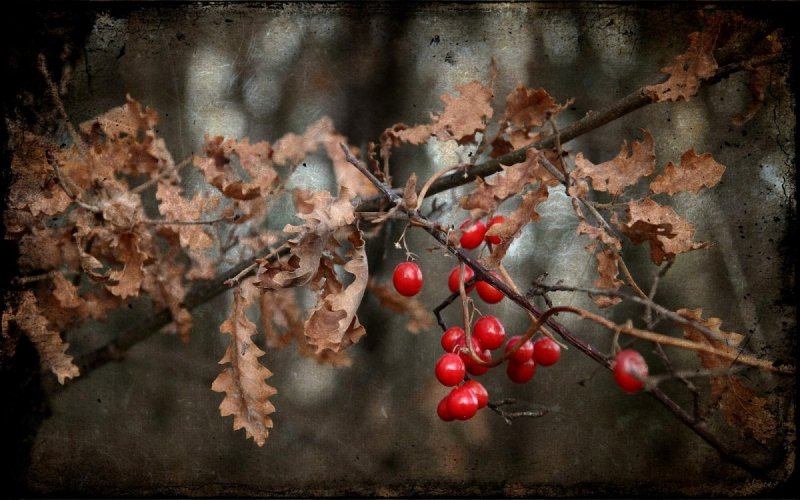 Рябина и дуб