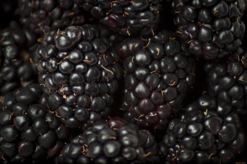 Черная ежевика