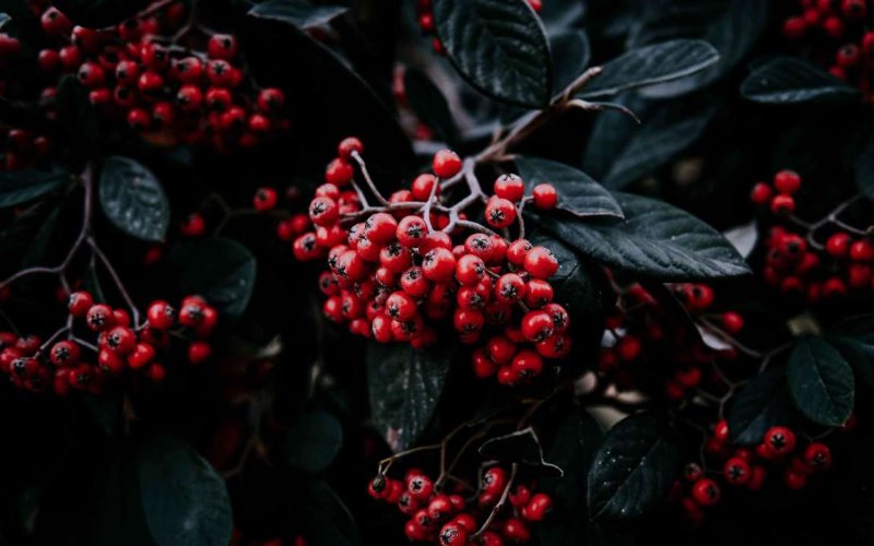 Арония красная