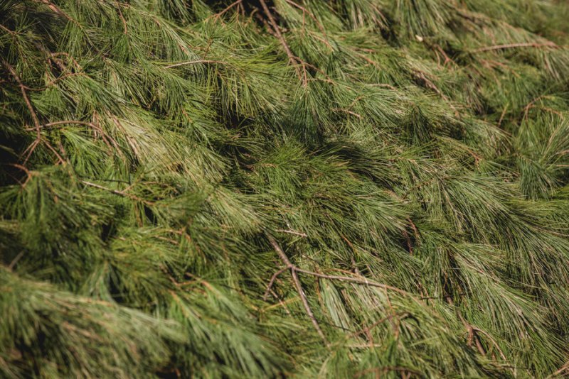 Хвойный лапник сосны