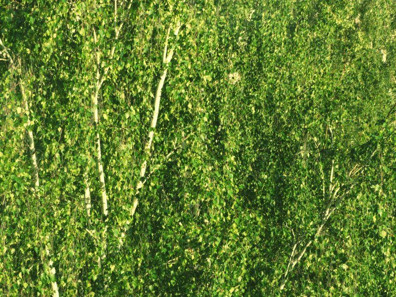 Зелень березы