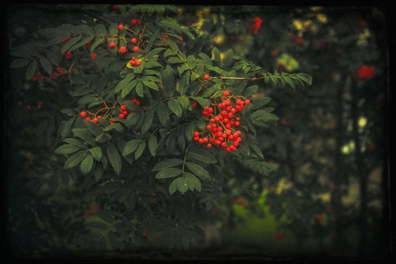 Уральская рябина