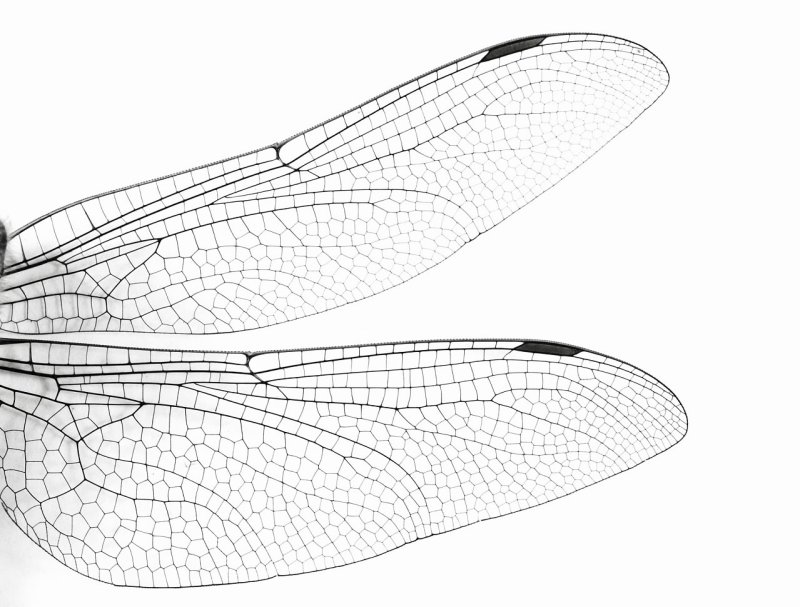 Крылья Стрекозы
