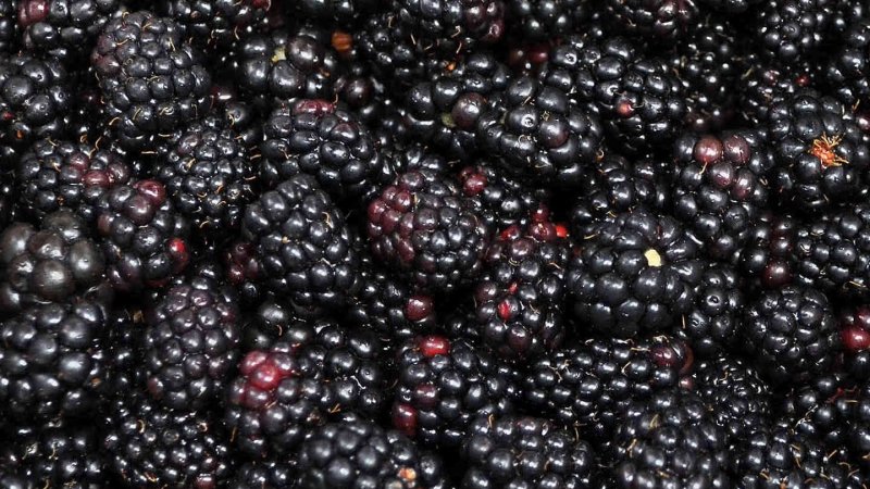 Ежевика Boysenberry