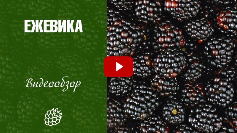 Ежевика Натчез