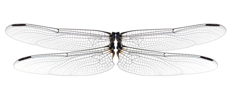 Крылья насекомых