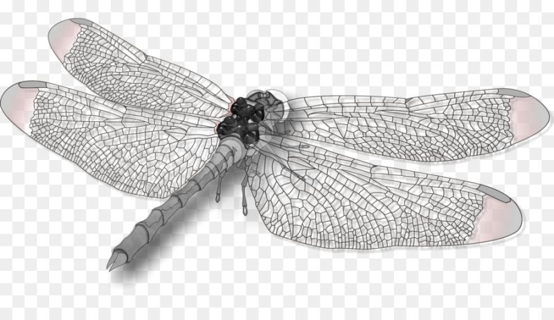 Стрекоза на белом фоне