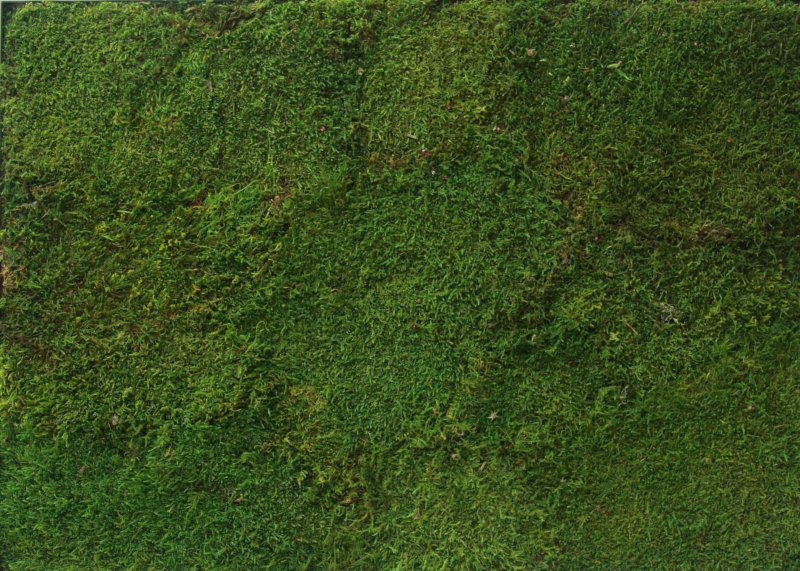 Пластовой мох стена